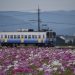 ピンクと白のコスモス畑の映えるえちぜん鉄道